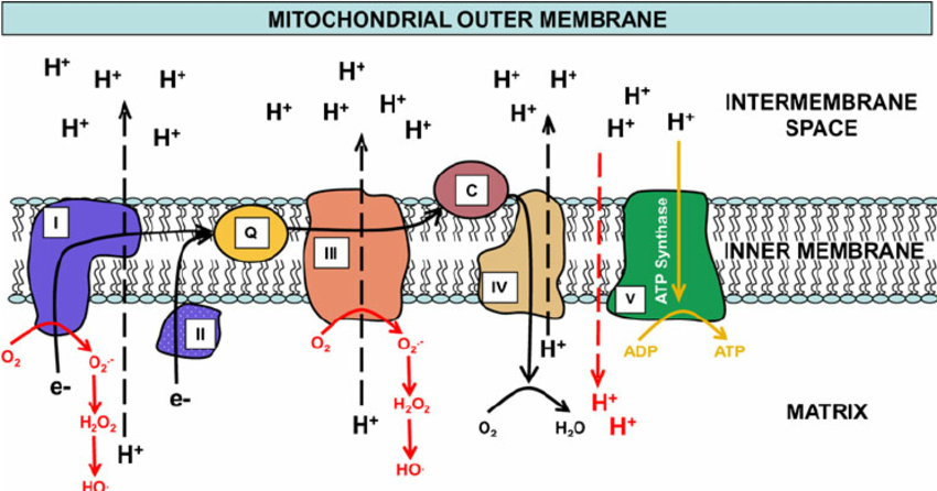 Electron-movement-is-shown-through-the-mitochondrial-electron-transport-chain-ETC-and